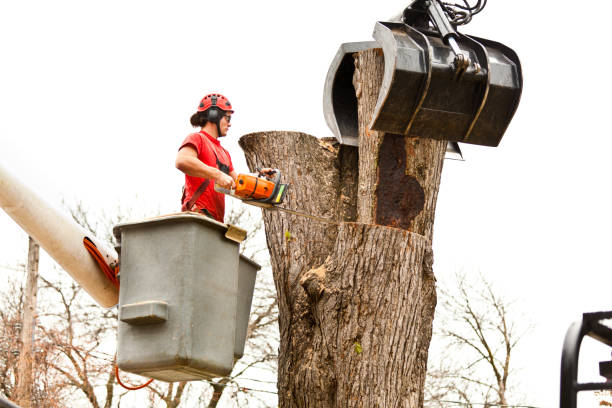 Best Emergency Tree Removal  in Kiel, WI